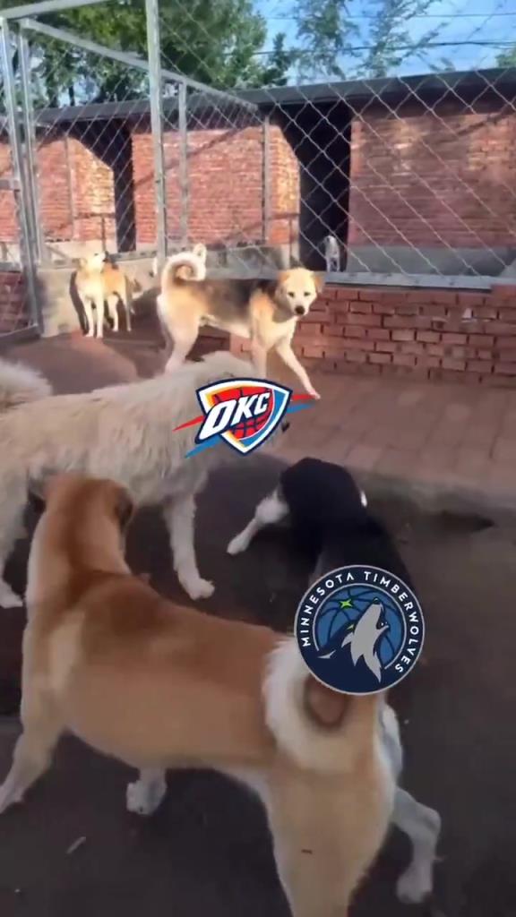 太有活了!美媒恶搞:狗王雷霆吓退掘金灰熊,把森林狼按地上